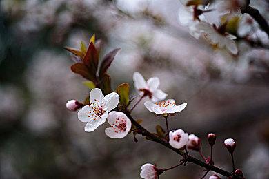 8CD超豪华《地球防卫军》20周年CD合集月底发售